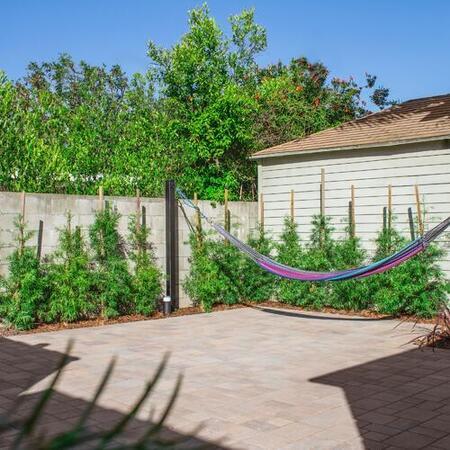 Paver Backyard and Privacy Hedge