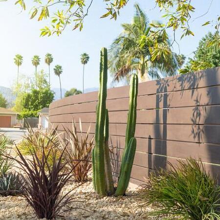 Cacti and Drought-Tolerant Plants