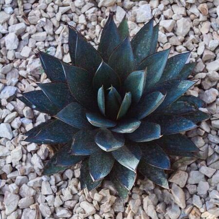 Blue Agave
