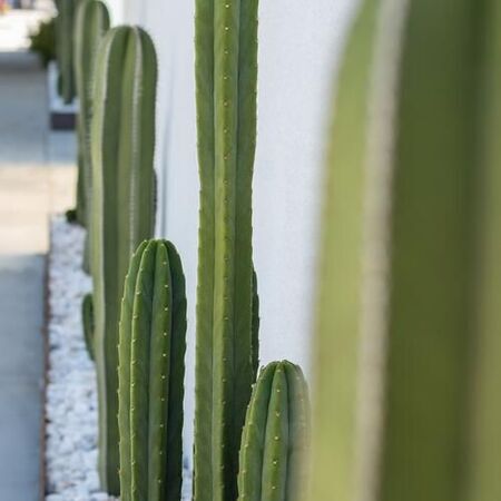 Cacti & Custom Gravel Planter