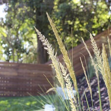 Mulch and Drought Tolerant Plants