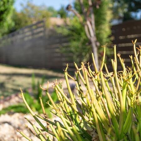 Fire stick and Drought-Tolerant Plants