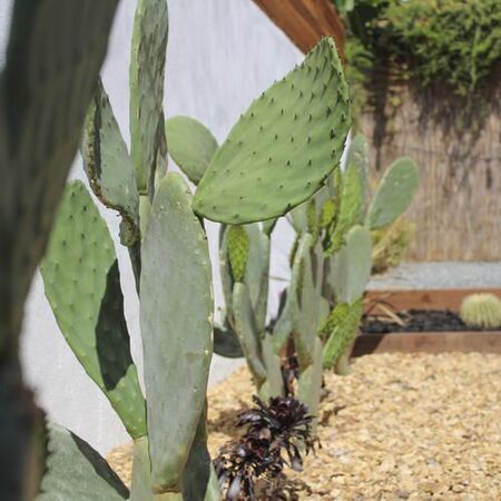Cacti and succulent planter