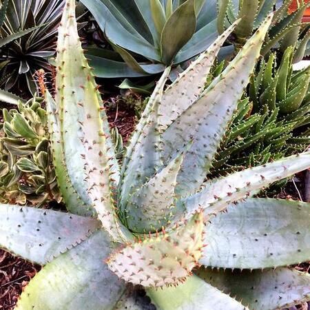 Large agave plant