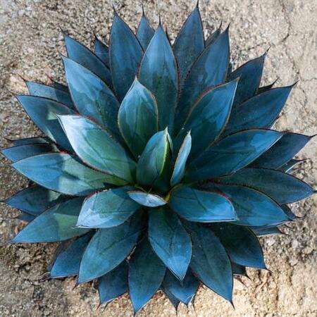 Blue Agave