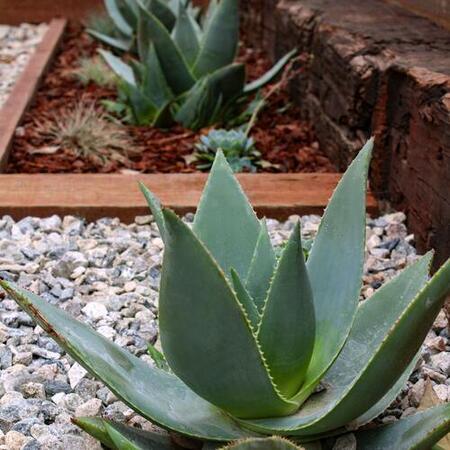 Agaves