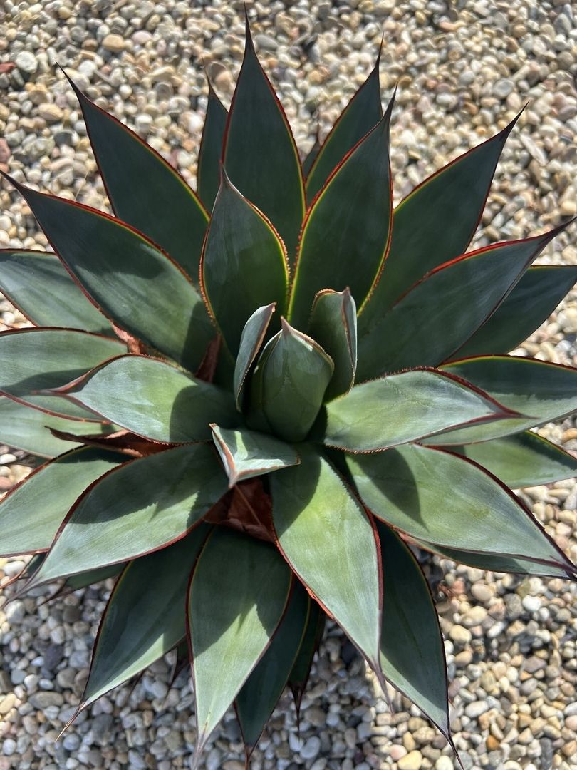 Native Landscaping
