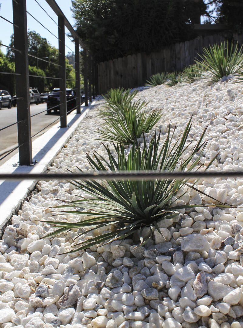 Yucca Plants