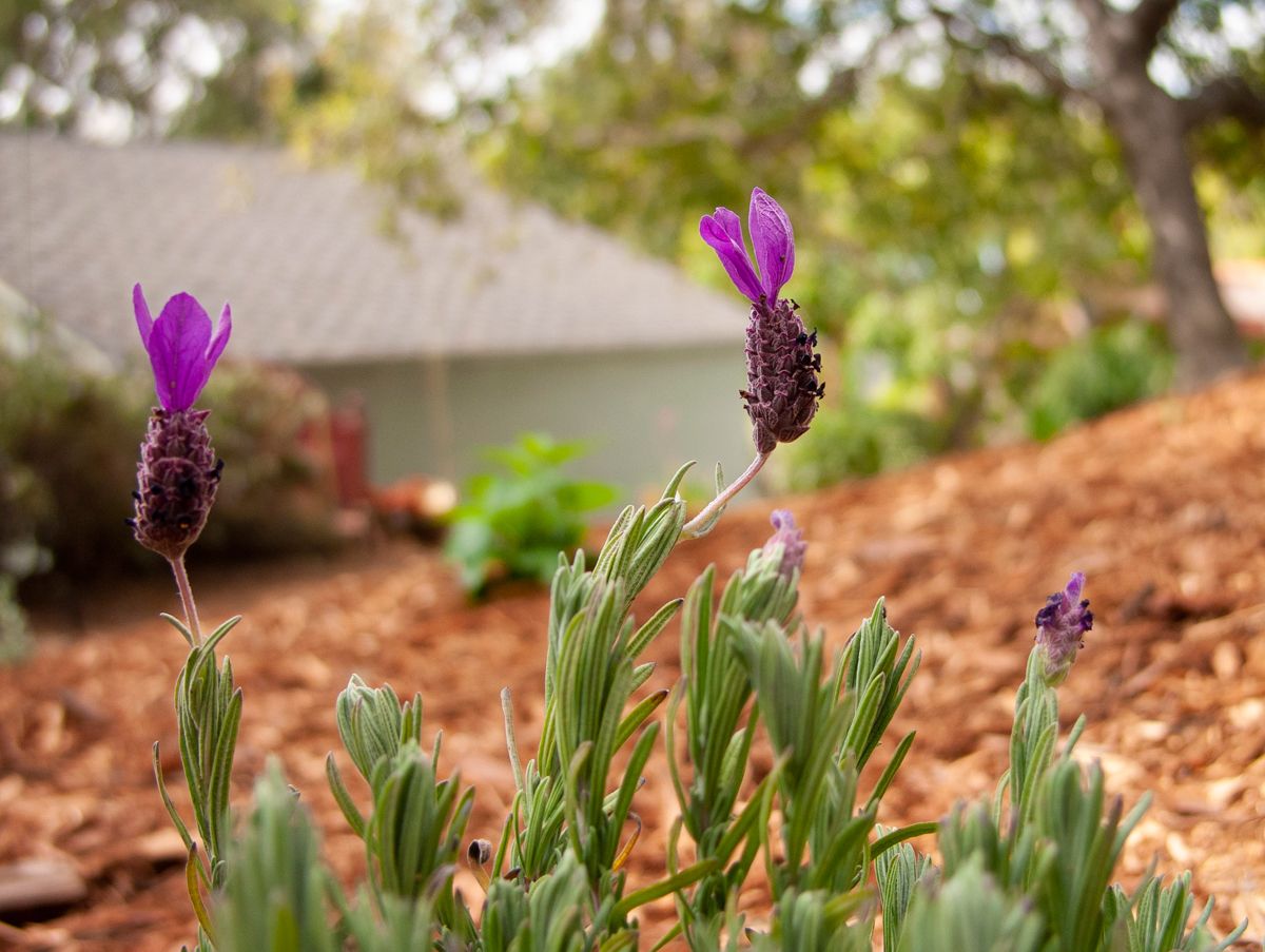 This Spanish Lavender looks fresh after all the recent rain!