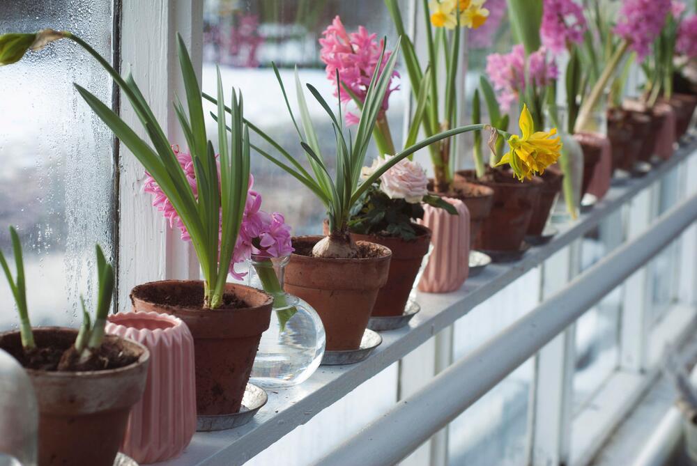 Indoor plants