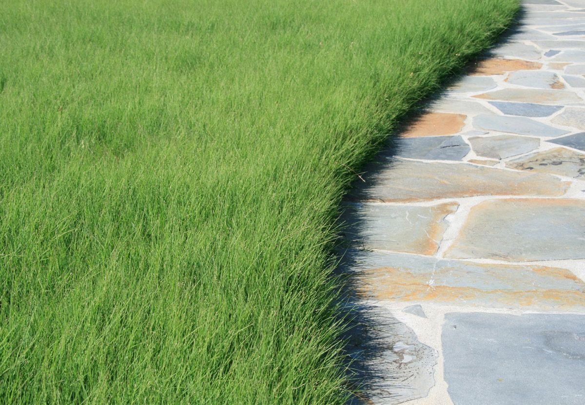 Buffalo grass