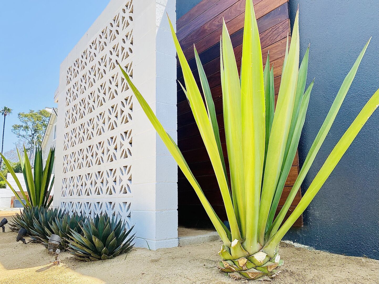 Drought Tolerant Plants