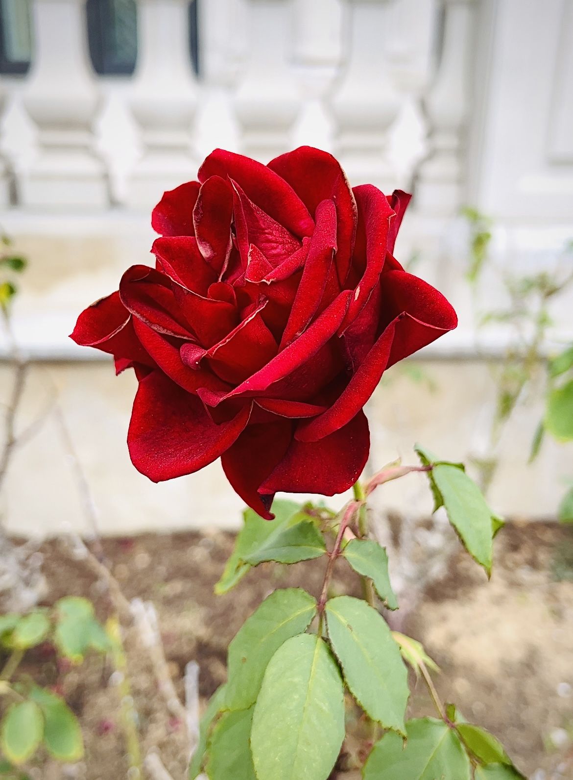 What are the most beautiful flowers for your yard?, image size:1170x1591